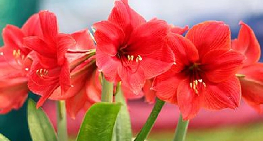Фото к статье: Амариллис: как ухаживать и продлить цветение