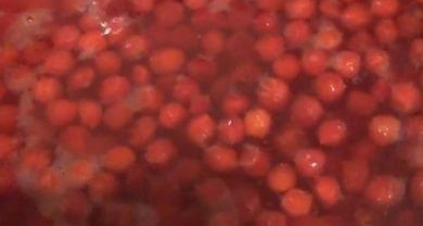 Морс из калины - очень полезный и освежающий