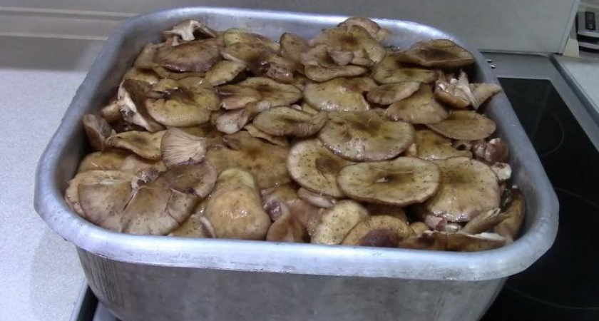 Как правильно и сколько варить грибы 🍄