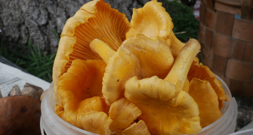 Ученые назвали самый полезный гриб: не трюфели, не вешенки и в 2 раза полезнее желанных лисичек