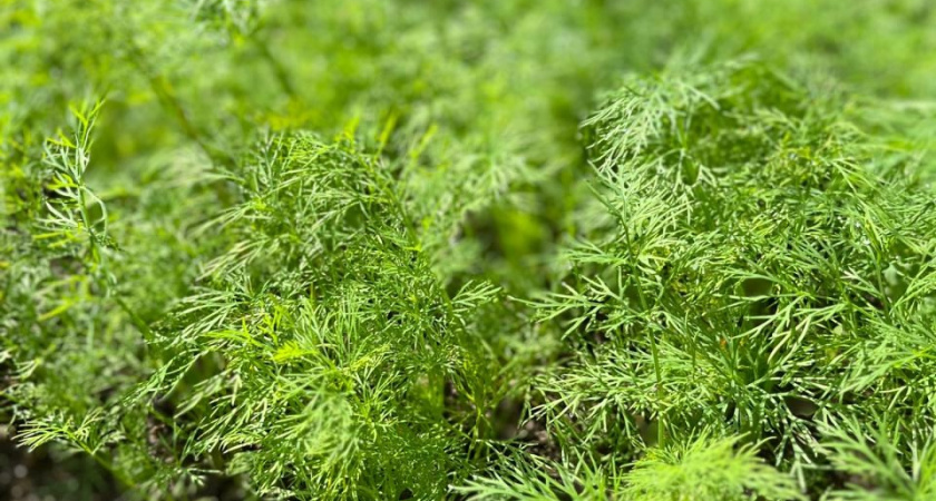 Ранний урожай гарантирован: январские посевы этих культур работают лучше любых стимуляторов роста