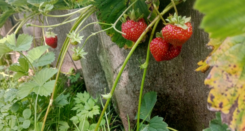 Вредители уходят, ягоды наливаются: умные соседи для клубничной грядки