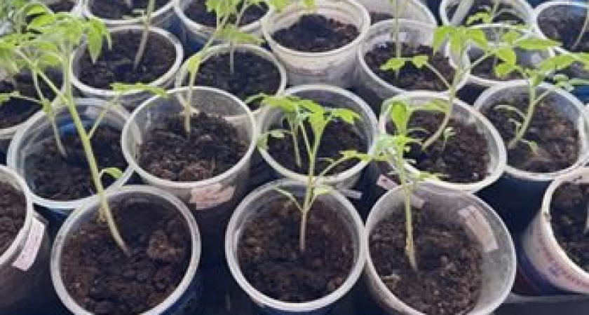 Календарь посадки томатов в 2026 году: когда огородникам сеять помидоры на рассаду и высаживать в грунт