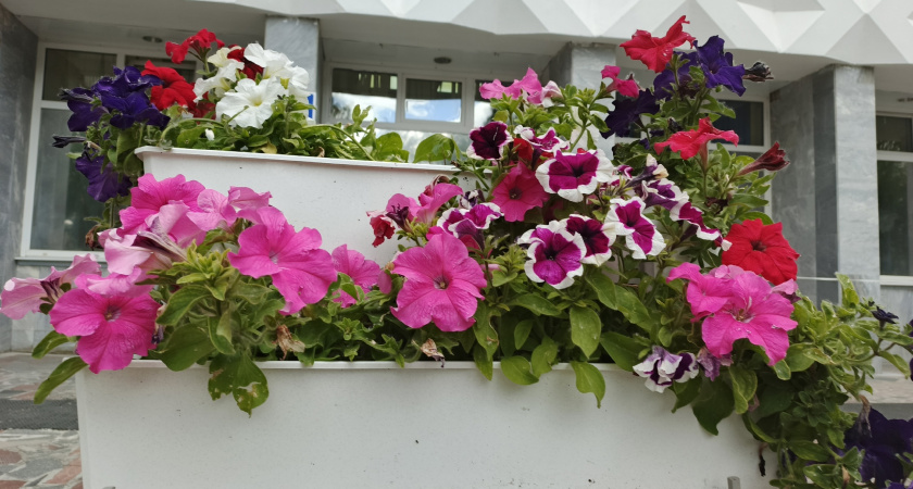 Какие цветы сеять в январе на рассаду: список красавиц и правила посева для раннего цветения