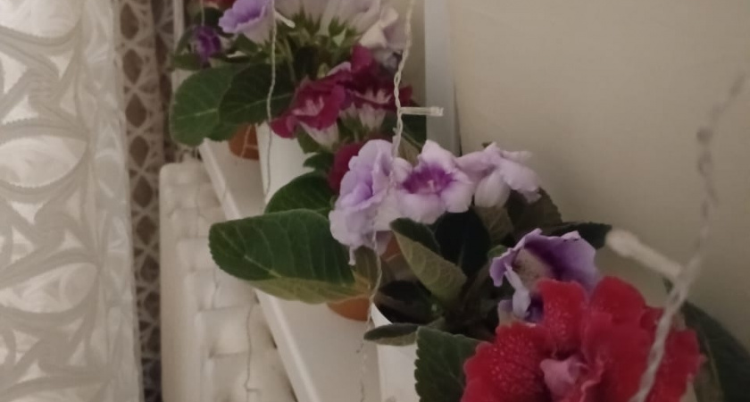 Растения для очень занятых людей: виды, которые выживают в офисе и квартире без контроля