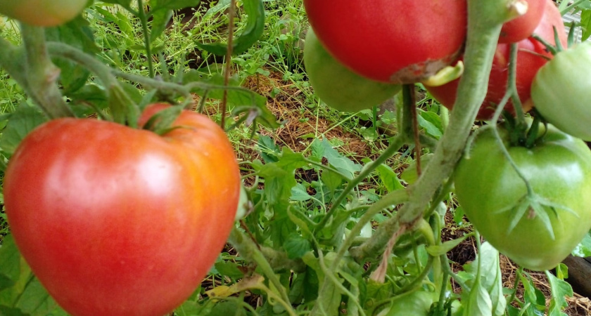 Самый сладкий сорт томатов-гигантов: урожай мясистых овощей точно впечатлит – гарантировано 100% собираю плоды по 800 г