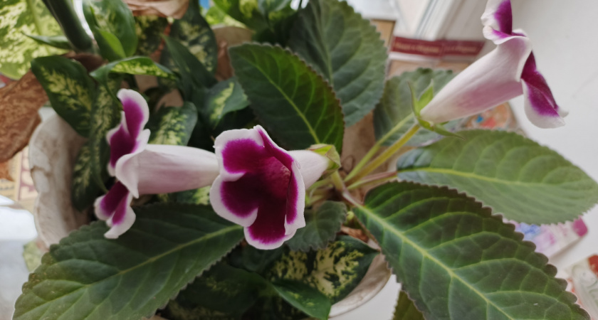 Белый налёт на земле и чёрные мушки в горшке — избавился без лишних нервов за один приём: главное не тянуть