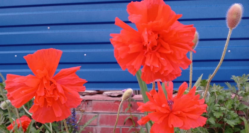 Размещаем в январе целых 15 видов рассады на одном подоконнике — уже в мае крепкие растения с бутонами 