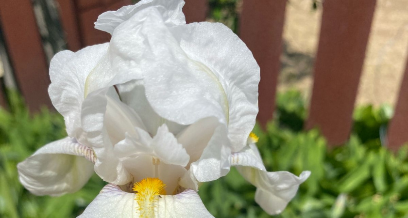 Грядка стала белоснежной за 40 дней: цветок, который выглядит как дизайнерский даже при ленивом уходе