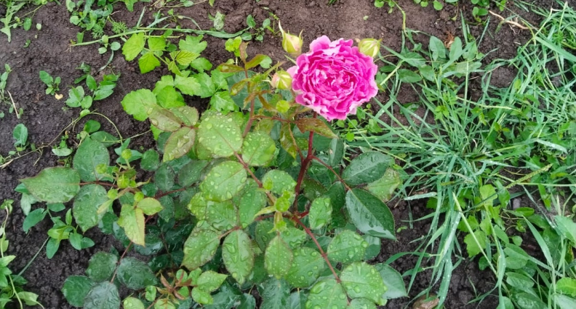 Многолетники, цветущие уже в первый год своей жизни: яркий ковер укроет сад уже в год посева