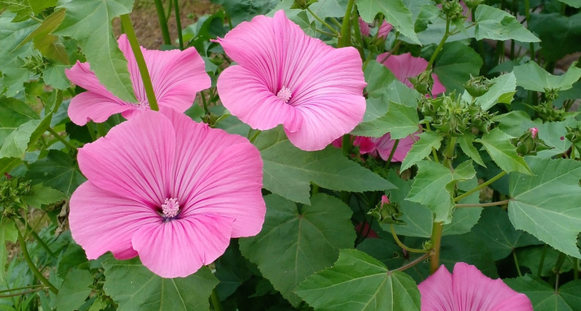 12 очаровательных цветов, которые сеют без рассады: украсят вашу дачу и сад