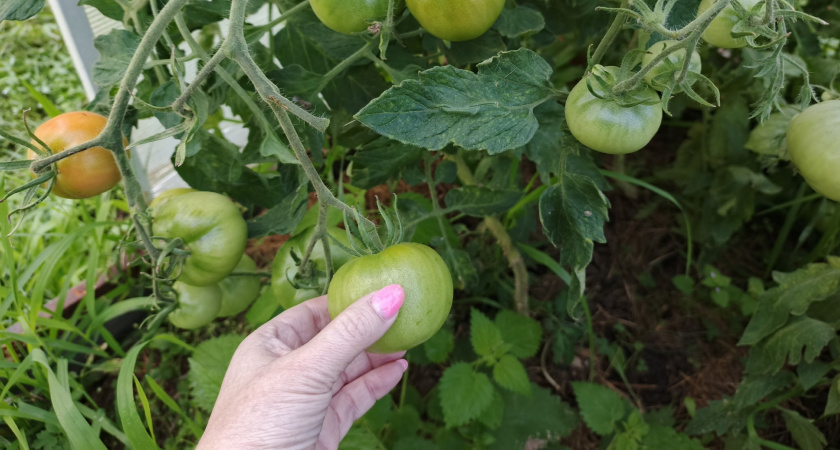 Ваши грядки мечты: 3 сорта томатов, которые растут почти сами