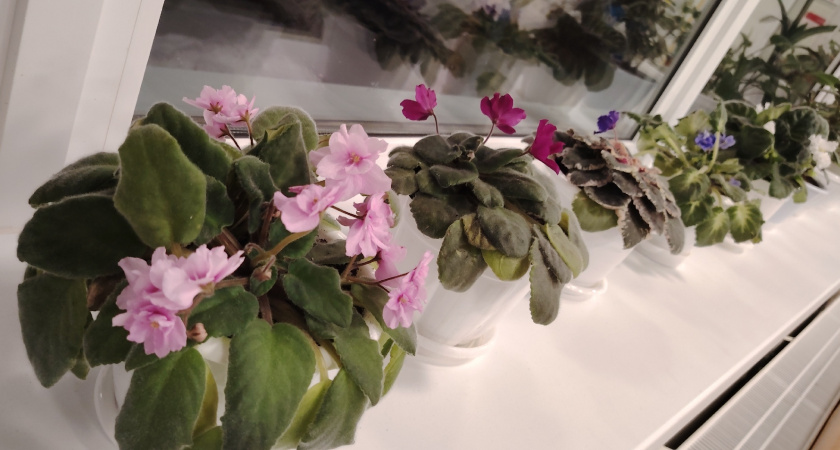Чтобы зимой цвела: от этих 4 правил отказываются при выращивании фиалки