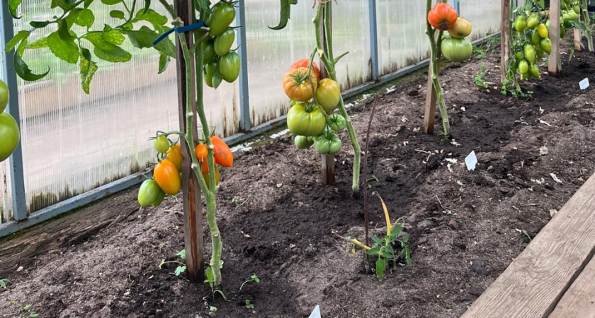 Грядочный карлик, который кормит как гигант: этот томат станет вашим главным открытием сезона