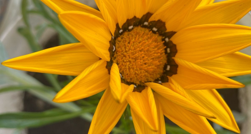 Почему желтеют листья у комнатных растений: разбираем самые основные причины