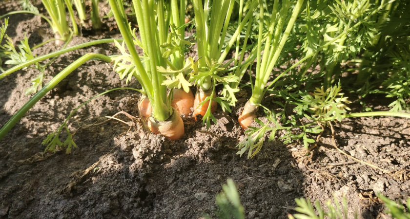 Хранение моркови - способ советских агрономов. Как обрезать, как сушить, когда в погреб опускать: ни одна не пропадет