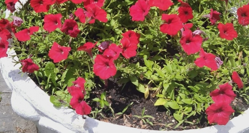 Январь, который решает судьбу всего следующего сезона: цветы не успеют зацвести, если пропустить этот момент