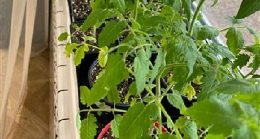 Сеют уже в январе - собирают на месяц раньше: какие культуры дают самый ранний урожай - мечта огородника