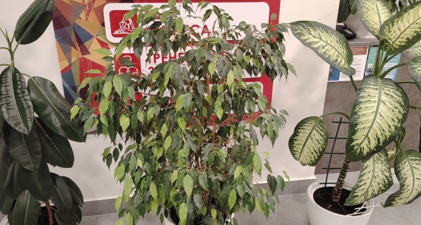 Секрет пышного фикуса Бенджамина: превращаем банановую кожуру в супер-удобрение