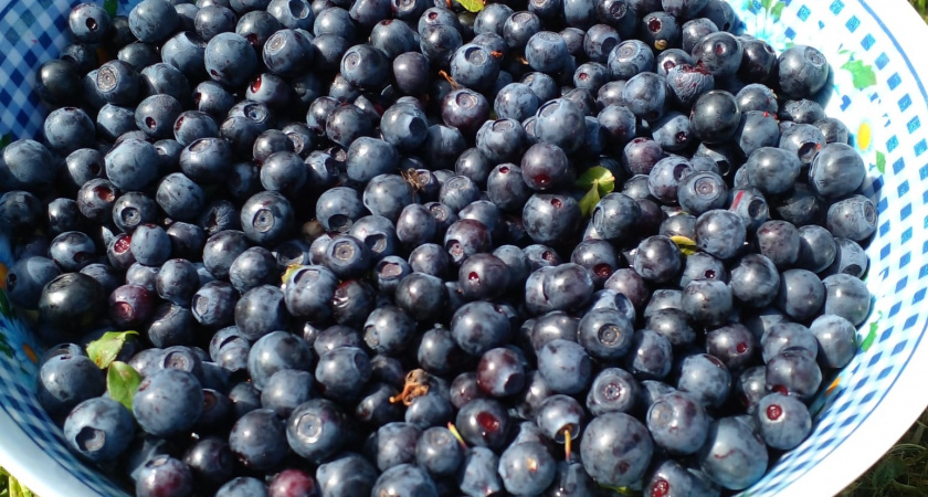 Эта ягода самая вредная: а мы покупаем ее как деликатес - сами едим, еще и детям даем