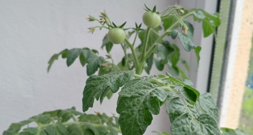 Эти сорта томатов высаживаю в январе: получаю суперурожай на месяц раньше - раскрываю свои хитрости