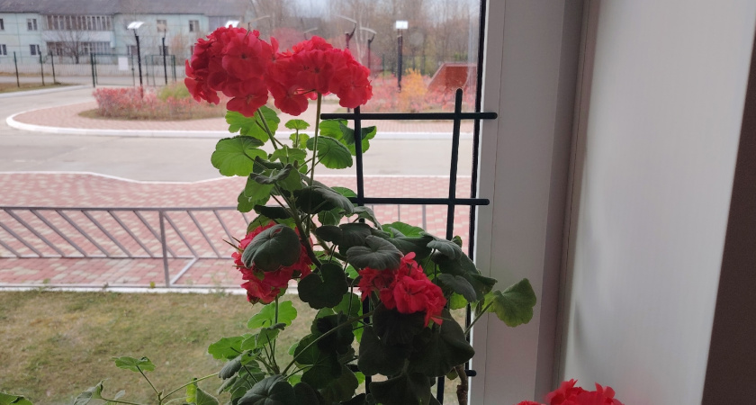 Ложка под куст в январе — и весной герань цветёт так, что соседи приходят на экскурсию! Секрет раскрыт