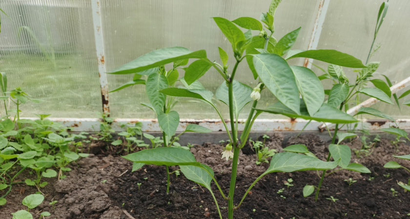 Революция в выращивании перцев: больше не сажаю рассаду в феврале - делюсь секретом богатого урожая