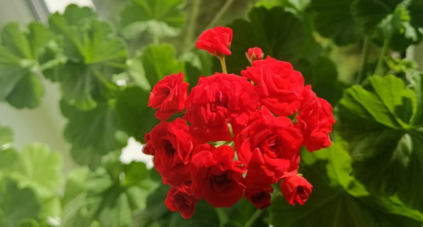 25 капель — и герань перестает терять листья зимой. 3 волшебных и рабочих подкормки