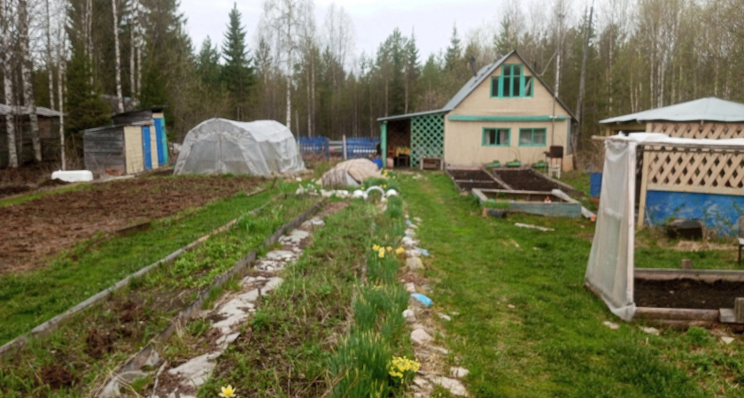 Хватит копать и полоть: мой сосед приезжает на дачу 2 раза в неделю — и снимает 35 кг помидоров с десяти кустов