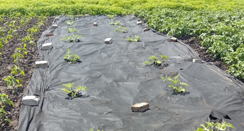 Урожай как у профи: узнала от соседки главный принцип расположения посевов на грядках