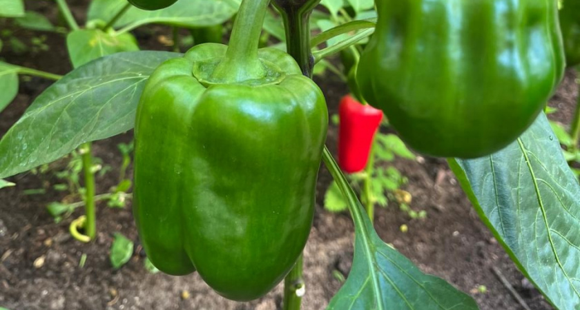3 года назад я нашел свои «неубиваемые» сорта перца — с тех пор только их и сажаю: вот ТОП-7, которые не подводят 