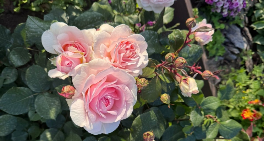 Устали от капризных роз, которые цветут "по праздникам"? Посадите одну эту — и ваш куст будет в цвету всё лето