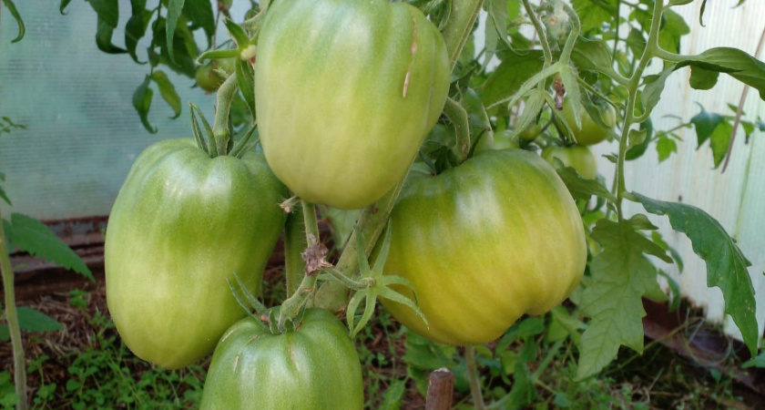 С 2022 года выращиваю крепкую рассаду без подсветки — и экономлю 15000 рублей: теперь делюсь четырьмя простыми правилами