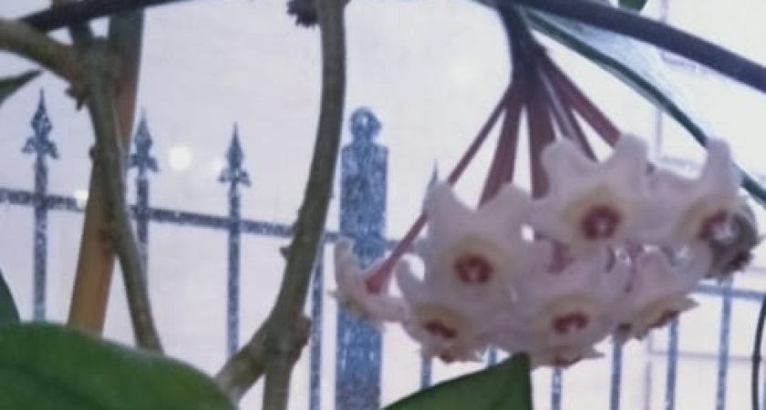 Зима за окном, лето дома: эти комнатные растения запускают неожиданный эффект против зимней хандры