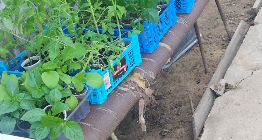 Солнца нет, а сеянцы крепнут: агроном открыла дешевый способ — фольга создаст свет и тепло для идеальной рассады