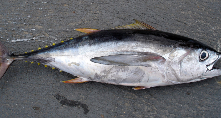 Самую дорогую рыбу в мире продали за рекордную цену - 253 миллиона рублей