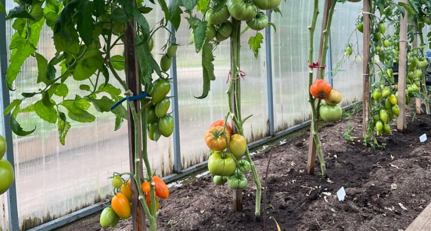 Томаты словно персик: сочные, вкусные и очень полезные плоды — с голубоватым хвойным оттенком 