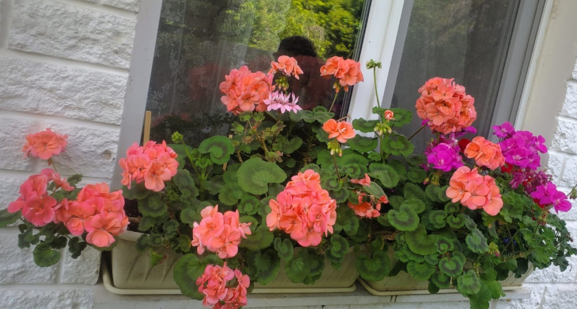 Достигнув января, нужно перестать покупать удобрения: перешел на кухонные средства, и подоконник превратился в оранжерею