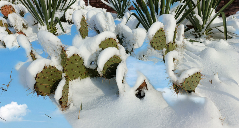 Как превратить снег на даче в полезный ресурс: 3 способа от бывалых и опытных огородников