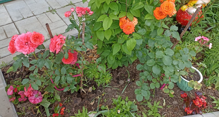 Петунию и бархатцы больше не сажаю: теперь этот цветок украшает мою клумбу и благоухает с мая по октябрь 