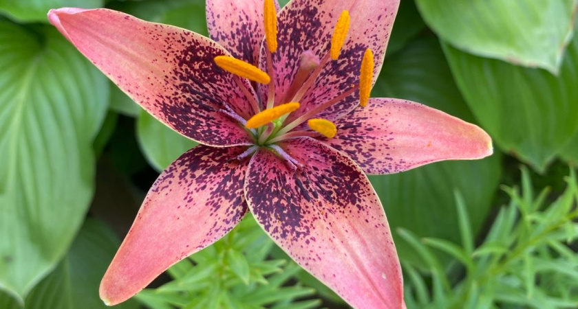 Безумно красивый цветок сажаю на рассаду в январе и все лето любуюсь яркими цветами на зависть соседям