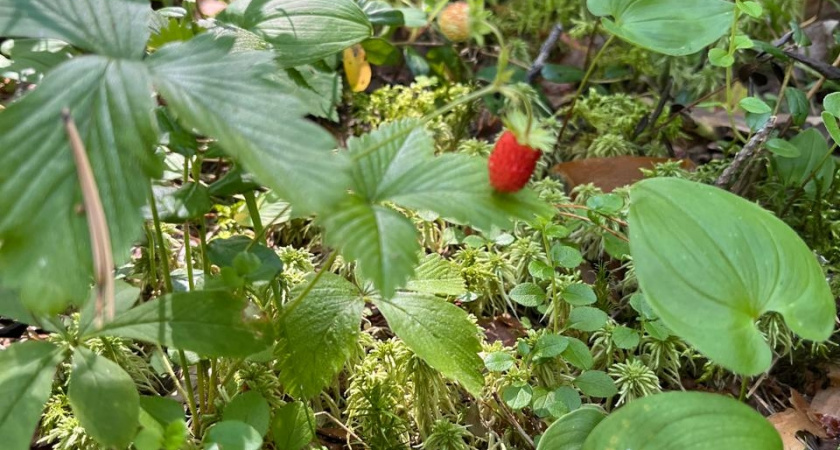 Когда сеять землянику на рассаду — если упустить эти три недели, можно потерять урожай: точные сроки для крупных ягод