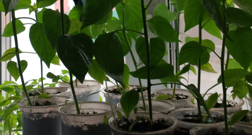 Замачиваю семена на 3 минуты в этом аптечном средстве за 25 руб - получаю 100% всхожесть даже у 6-летних семян