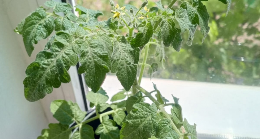 Как моя бабушка спасала вытянувшуюся рассаду: запомните 5 её хитростей — и ваши томаты будут крепкими