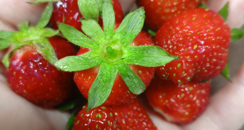 Сажаю чаще и выбираю вручную: мой метод против личинок жука — и три сорта клубники, что плодоносят несмотря ни на что