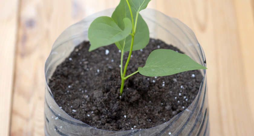 Сажу томаты и перцы в "пятилитрухи" - бюджетный способ работает лучше пикировки: рассада как в спа-салоне