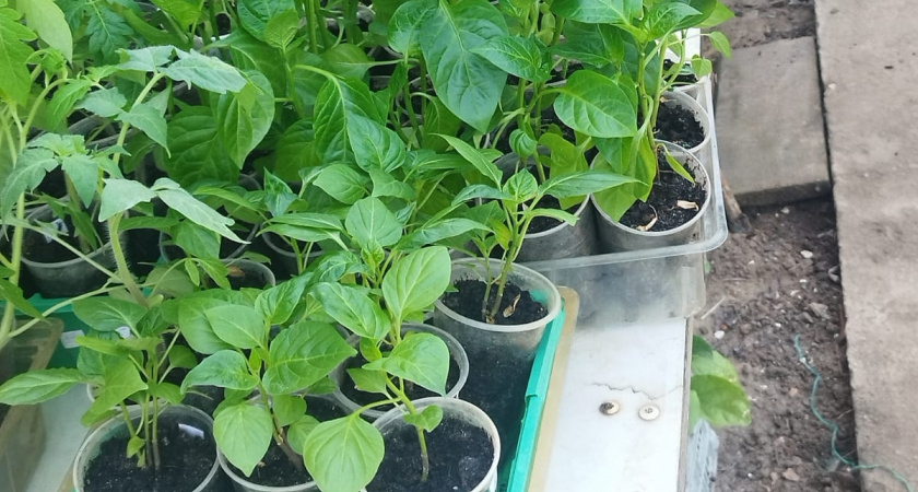 Не средство, а торпеда для семян: рассада вырастет мощнее баобаба, крепкой и стойкой – урожай придется собирать ведрами