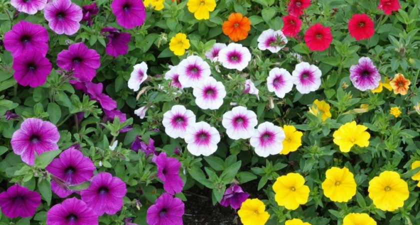 Горсть семян и на даче живая изгородь у забора: замените надоевшую петунию на клематис - настоящий король сада