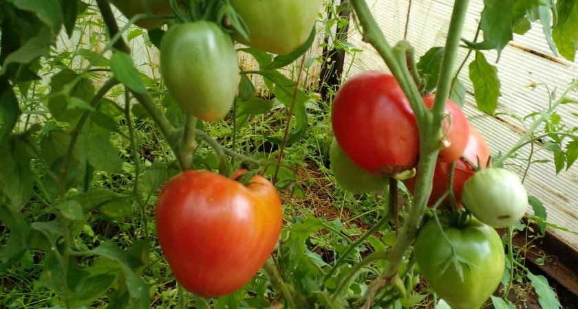 Мёд с грядки: топ-5 самых сладких томатов для вашего салата