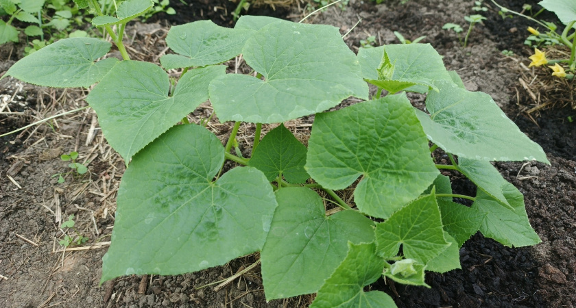 Хрустящий «залп» с грядки: топ-5 самых урожайных сортов огурцов-чемпионов